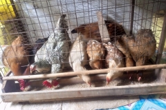 This poultry in Kenya\'s rural area is being funded by Aga e.V with $1000 to feed the Shalom Children Home in Kenya. This is a project we are passionate about, and the target is $5000, and we are soliciting $4000.